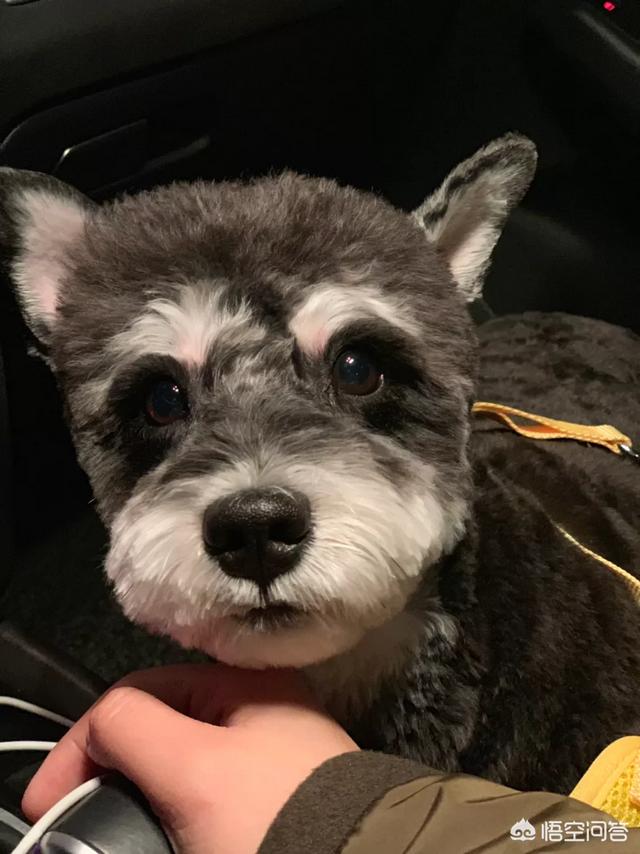 泰皇脊背犬多钱一只:狗子有自己的语言吗？你们都遇到了什么样的？