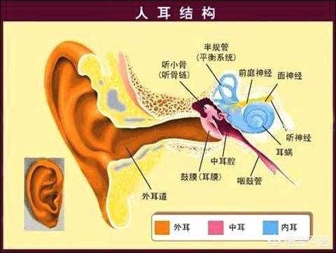 儿童耳朵里面很痒是怎么回事:一岁半的宝宝耳朵痒还有味怎么回事？