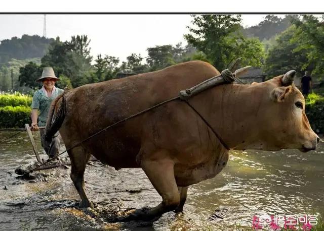 当农民赚钱吗？