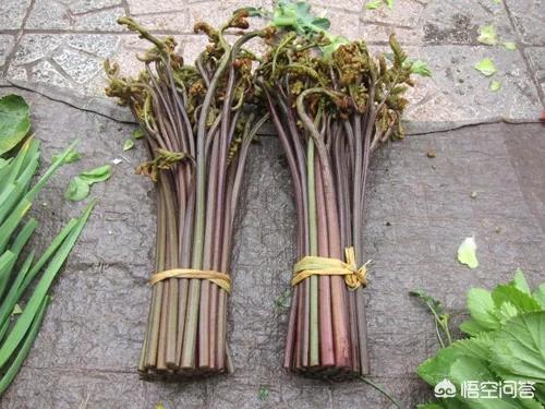 在春天你们喜欢采摘什么野菜？
