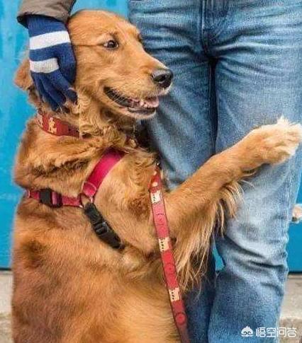边境牧羊犬性格如何:金毛犬，比熊犬和边境牧羊犬你会选哪个？