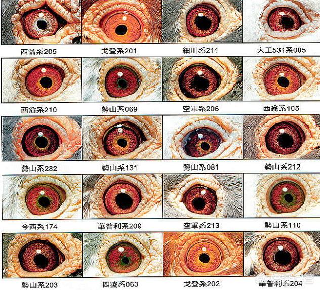 信鸽眼砂图片:为什么有些鸽子的眼角是黑的？