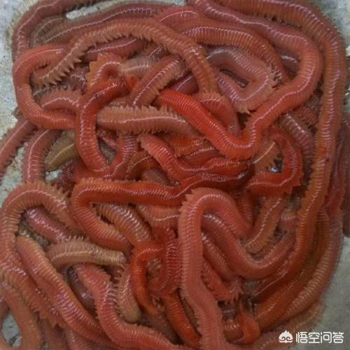 老虎鱼图片:用什么鱼饵海钓老虎鱼比较好？