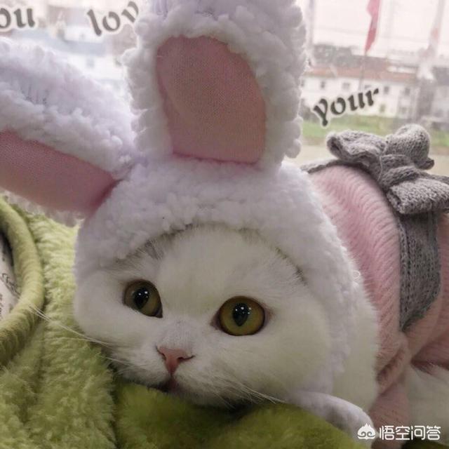 happy猫猫狗狗:狗狗的寿命长还是猫的寿命长？狗和猫的寿命分别是多少？