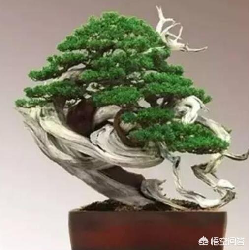 舍利是什么:盆景制作中的舍利指的是什么？