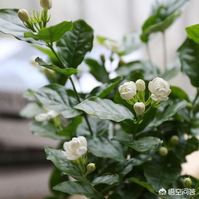 头条问答 怎样养好茉莉花 刘子恒ii的回答 0赞