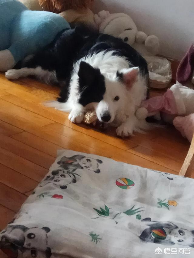 蓝湾牧羊犬打架视频:为什么边牧不爱跟别的狗一起玩呢？