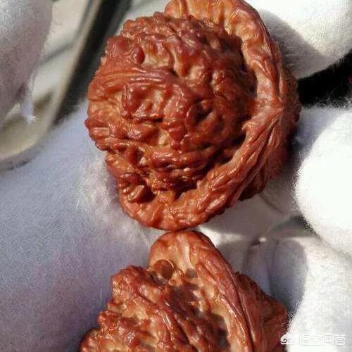 车珠子是什么梗:有人说《红楼梦》绛珠草是竹子，你认为呢