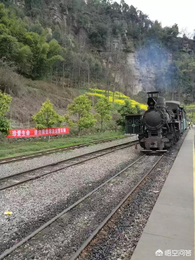 3月份的油菜花又快开了，你喜欢吗(油菜花几月份开花)