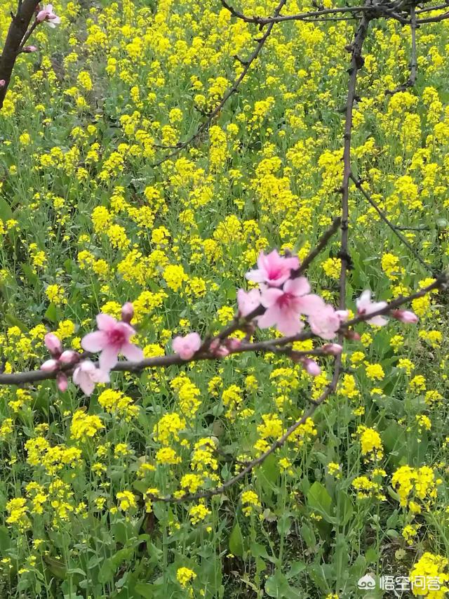 3月份的油菜花又快开了，你喜欢吗(油菜花几月份开花)