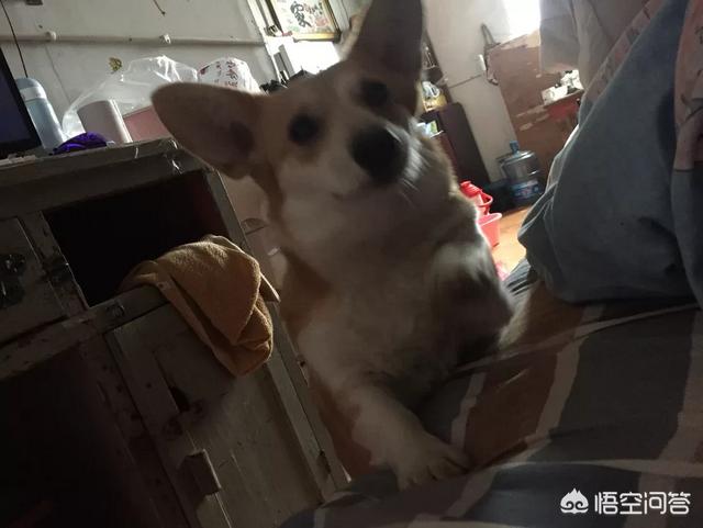双子座适合养猫还是养狗:一个人孤独时适合养狗还是养猫？