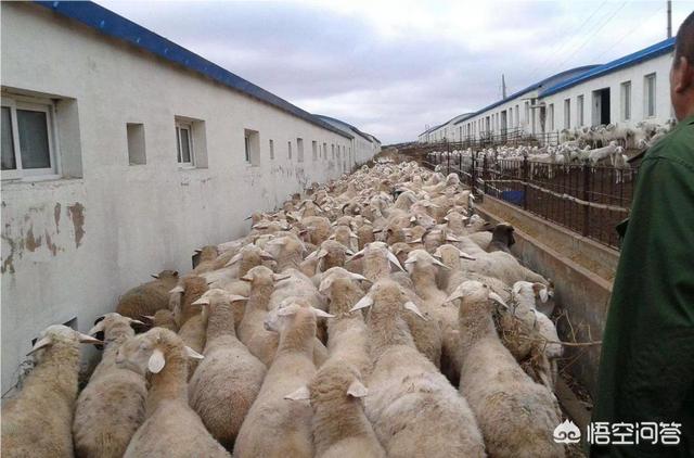 做养殖行业,什么比较好养且利润比较大呢？需要注意什么？