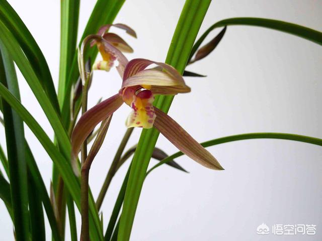 莲瓣兰产地哪里？特点是啥？怎样才能养好让它美美开花？
