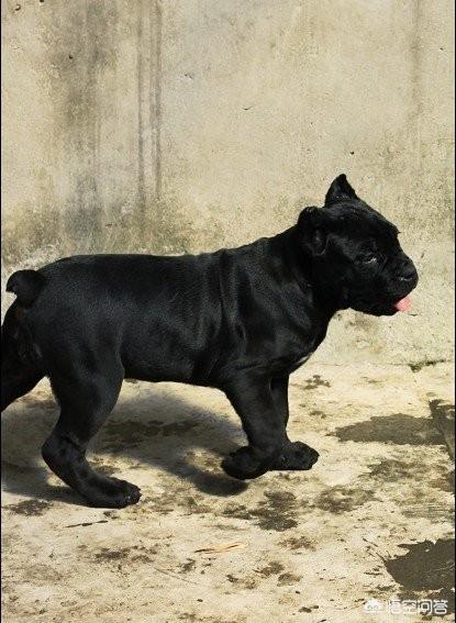 阿拉拜犬与卡斯罗犬打斗视频:什么猛犬可以打败高加索犬？为什么？