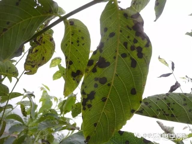 去年核桃园里核桃黑斑病严重,2019年该如何提前预防？