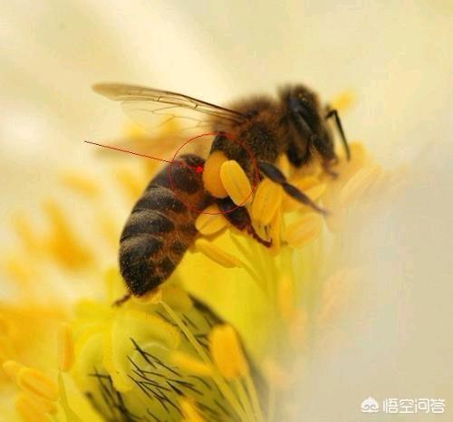 头条问答 蜜蜂是如何采集花粉的 昆虫学小啊锹的回答 0赞