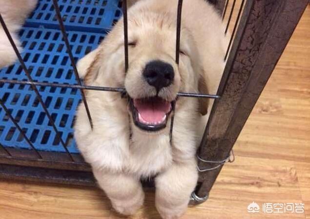 狗狗向前冲陕西卫视:一般蠢狗狗都会有哪些表现？