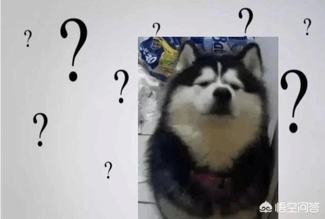 狗狗向前冲陕西卫视:一般蠢狗狗都会有哪些表现？