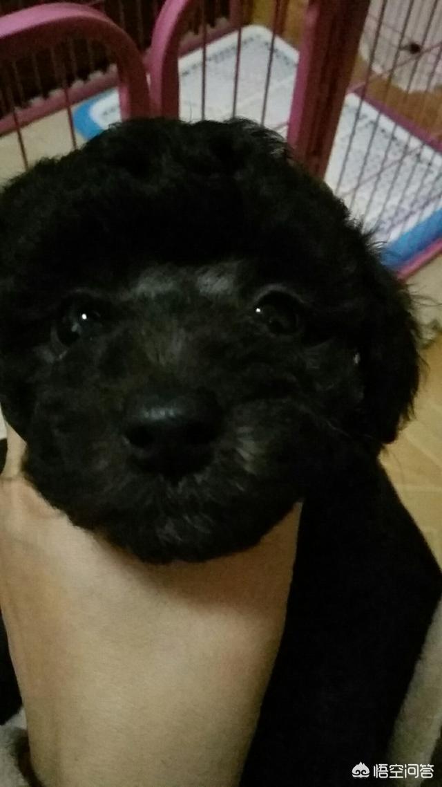 狗狗向前冲百度影音:泰迪犬需不需要挤肛门腺？如果没挤，有什么样的后果？ 狗狗向前冲免费观看完整版