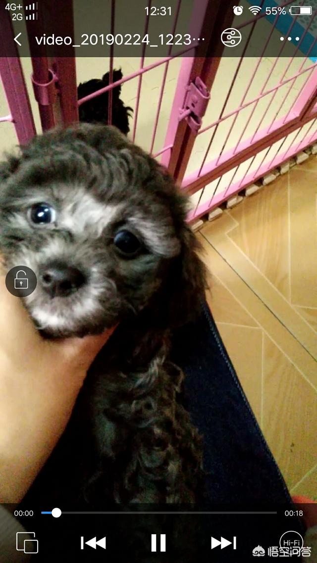狗狗向前冲百度影音:泰迪犬需不需要挤肛门腺？如果没挤，有什么样的后果？ 狗狗向前冲免费观看完整版