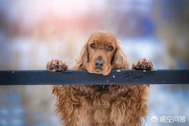 可卡犬图片大全:有点像金毛和泰迪的狗叫什么？