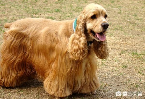 葡萄牙水犬:葡萄牙水犬智商高吗 有点像金毛和泰迪的狗叫什么？