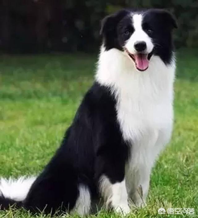 苏格兰牧羊犬吃什么食物较好:牧羊犬骨质疏松吃什么好？