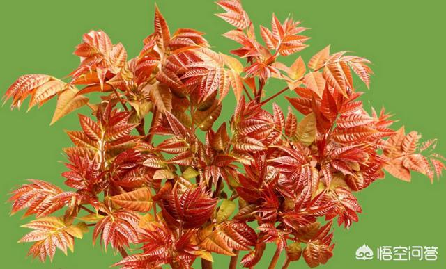 种什么果树最镇宅,为什么很多农村院子里都会种一棵香椿树？