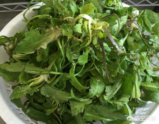 春天可以吃哪些野菜,有哪些注意事项呢？