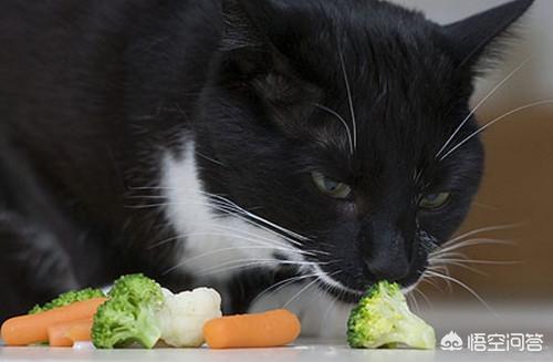 生骨肉猫咪有约论坛:喂养生骨肉，一周不在家怎么办？可以在喂猫粮吗？