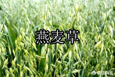 养羊种植什么牧草好:回河南老家搞养羊，种植燕麦做饲草怎么样？应该怎么做？