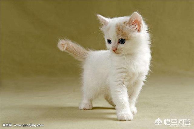 抱抱猫萌翻网友:真正爱猫的人有哪些表现？ 抱抱猫游戏