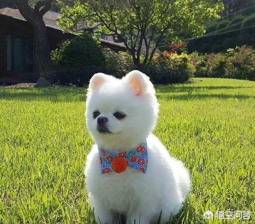 英系博美会不会有味道:怎么判断博美犬是否有虫？ 英系博美是尖嘴吗