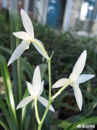 兰花品种里面有哪些是开白色素花的？