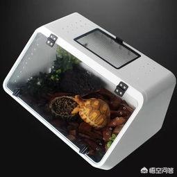 豹纹守宫饲养环境布置:什么宠物适合孤独的人饲养？