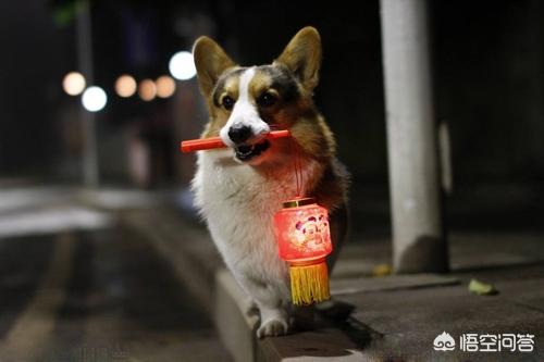 柯基可以吃犬虫净么:小柯基总是乱吃地上的东西应该怎么办？