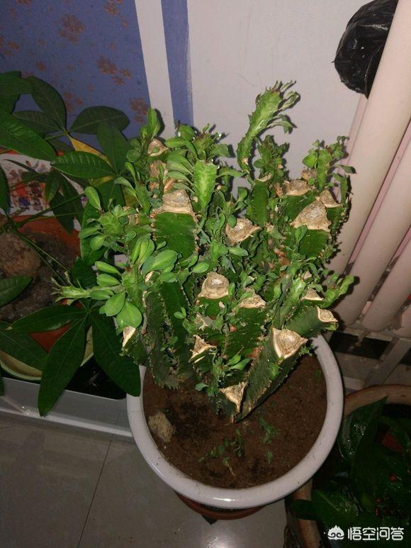 巴西龙骨怎么修剪:龙骨该如何剪枝，该怎样栽培？