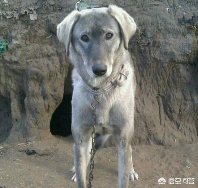 蒙古细狗咬狗视频在线:我国还有纯种的蒙古细犬吗？为什么？