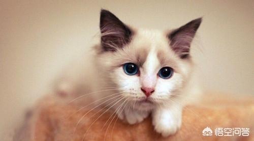 布偶猫园: 布偶猫想圆脸该吃什么，布偶猫想肥脸该吃什么？