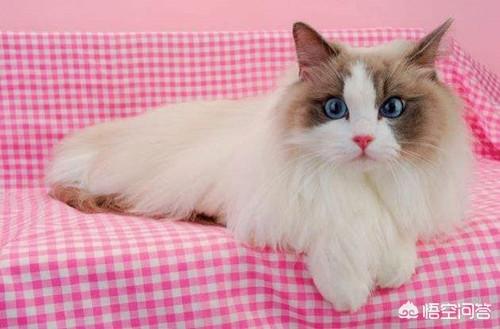 布偶猫园: 布偶猫想圆脸该吃什么，布偶猫想肥脸该吃什么？