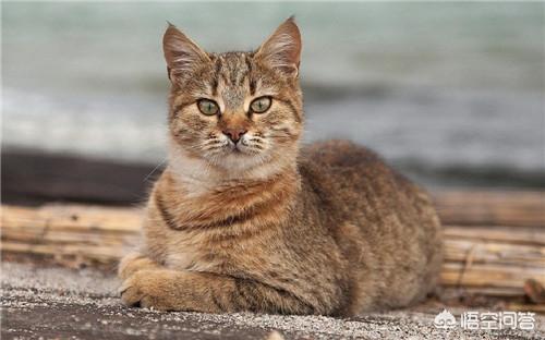 猫零食:家猫除了平时吃猫粮还可以喂猫咪零食吗？