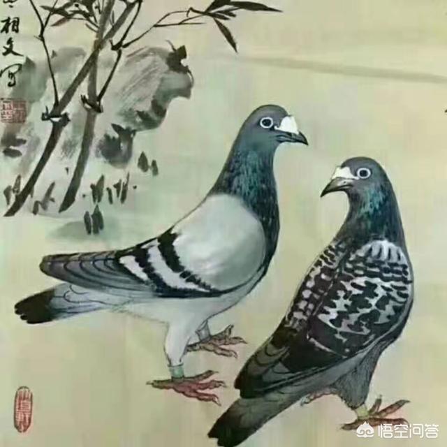 下鸟啦网:花大价钱买赛鸽天落鸟值得吗？