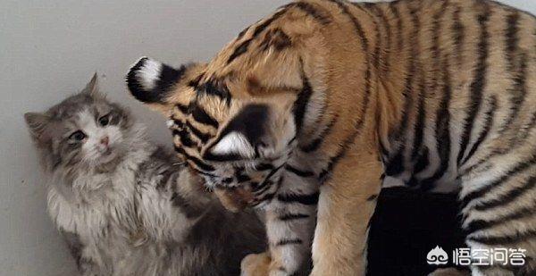 豹猫图片:我国野生的豹猫还多吗？为什么？