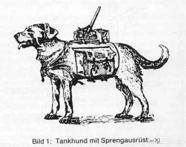 介助犬的遗言高清:二战苏军是否真的使用了“地雷犬”这种武器？可有战例？