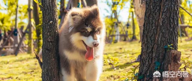 狂犬病致死率近100%，城乡养狗普遍，流浪狗泛滥，该怎么办？插图19