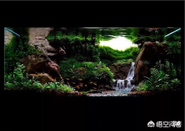 动态金鱼缸屏保:在饲养金鱼的水族箱里，可以铺设底沙或者种植水草吗？