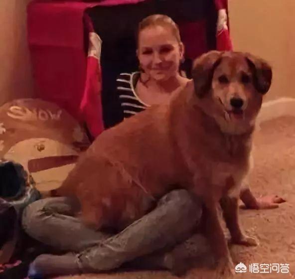 狗狗博客里的狗:为什么狗子都喜欢“坐”别狗、别猫、别人呢？