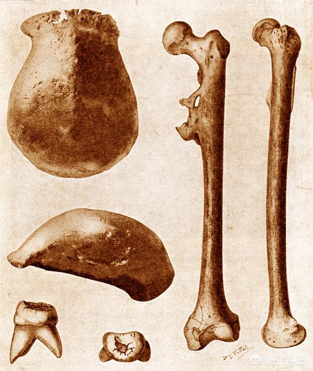 人骨化石图片