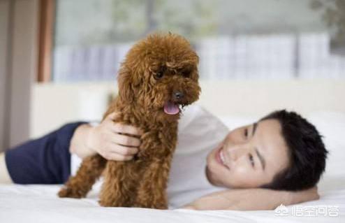 女生为什么不能养泰迪事情:养泰迪犬，主人一定不能纵容它的什么坏毛病呢？