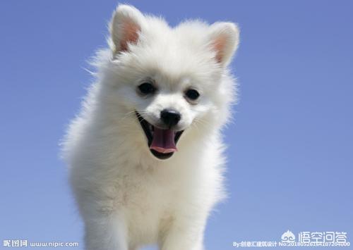 北京宠物狗贝生吉犬的性格特点:养狗会暴露主人的性格吗？不同的狗代表着狗主人的哪些性格？